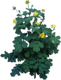 Greater celandine